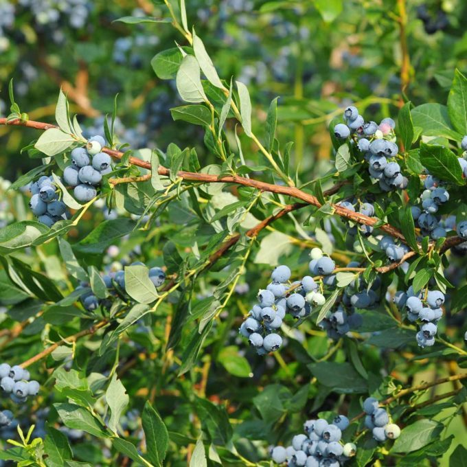 Vaccinium_corymbosum_Duke_Furtos_afonya_-_15_centis_cserepben Vaccinium corymbosum 'Duke' (Fürtös áfonya)