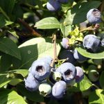 Vaccinium corymbosum 'Heerma II' (Fürtös áfonya)