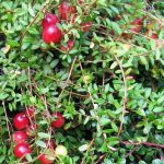 Vaccinium macrocarpon 'Big Pearl' (Amerikai tőzegáfonya)