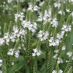 Verbena hastata 'Alba' (Amerikai vasfű)