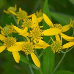 Verbesina alternifolia (Sárga vasfű)