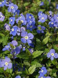 Veronica peduncularis 'Georgian Blue' (Veronika)