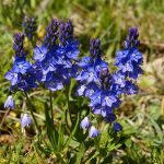 Veronica prostrata (Lecsépült veronika)