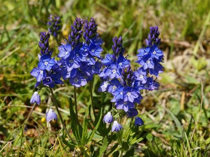 Veronica prostrata (Lecsépült veronika)