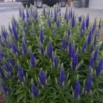Veronica spicata 'Blauriesin' (Veronika)