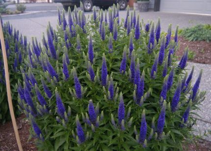 Veronica spicata 'Blauriesin' (Veronika)