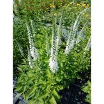 Veronica spicata 'Icicle' (Macskafarkú veronika)