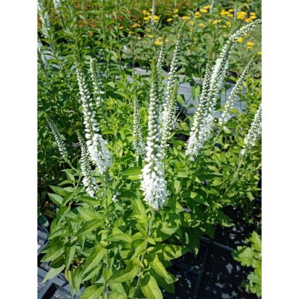 Veronica spicata 'Icicle' (Macskafarkú veronika)