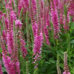Veronica spicata 'Pink Damask' (Macskafarkú veronika)