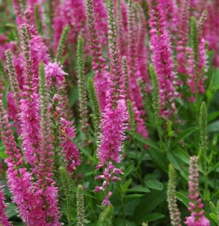Veronica spicata 'Pink Damask' (Macskafarkú veronika)