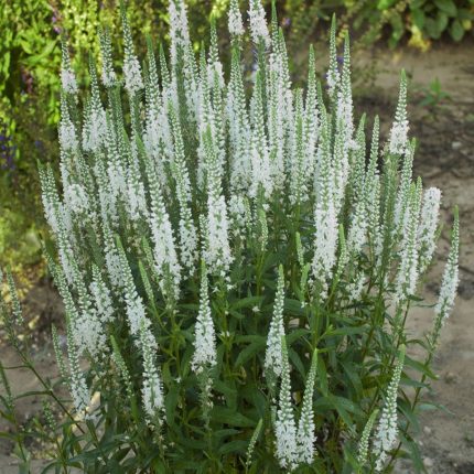 Veronica spicata 'Schneereisin' (Macskafarkú veronika)