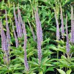 Veronicastrum sibiricum 'Lapislazuli' (Szibériai veronika)