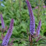 Veronicastrum sibiricum 'Okamoto' (Szibériai veronika)
