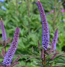 Veronicastrum sibiricum 'Okamoto' (Szibériai veronika)