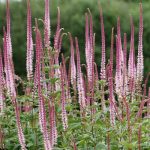 Veronicastrum virginicum 'Pink Glow' (Virginiai veronika)
