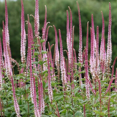 Veronicastrum virginicum 'Pink Glow' (Virginiai veronika)