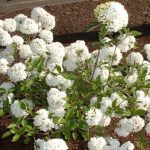 Viburnum 'Eskimo' - Hólabda bangita