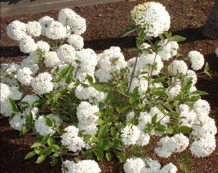 Viburnum 'Eskimo' - Hólabda bangita