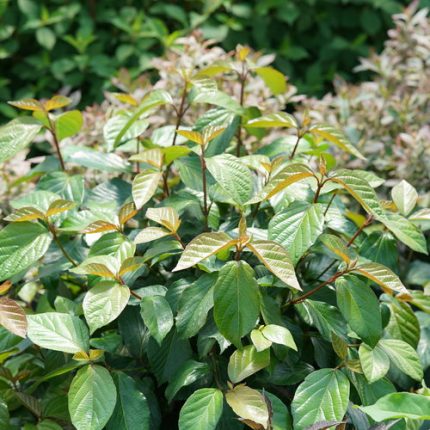 Viburnum 'Shiny Dancer'® -