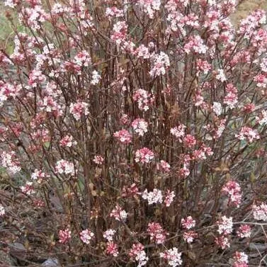 Viburnum x bodnantense 'Charles Lamont' - Kikeleti bangita