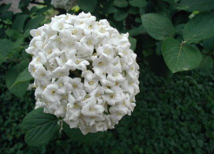 Viburnum carlcephalum -