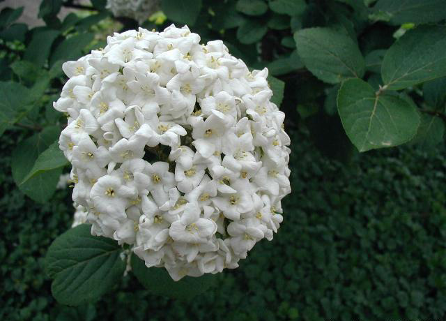 Viburnum_carlcephalum_-_ Viburnum carlcephalum -