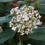 Viburnum davidii - Törpe bangita