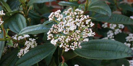 Viburnum davidii - Törpe bangita