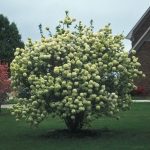 Viburnum macrocephalum 'Sterile' -