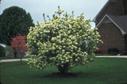 Viburnum macrocephalum 'Sterile' -