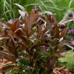 Viburnum odoratissimum 'Coppertop'® -