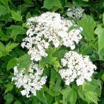 Viburnum opulus 'Compactum' - Kányabangita