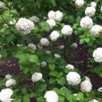 Viburnum opulus 'Nanum' - Törpe kányabangita