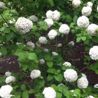 Viburnum opulus 'Nanum' - Törpe kányabangita
