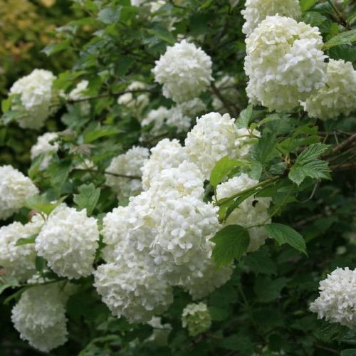 Viburnum_opulus_‘Roseum_–_kanyabangita Viburnum opulus ‘Roseum’ – kányabangita