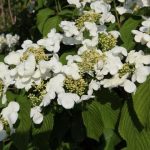 Viburnum plicatum 'Klimandjaro' ® - Redős levelű bangita
