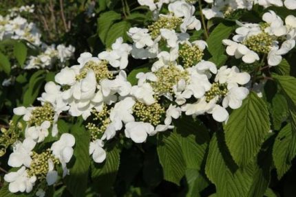 Viburnum plicatum 'Klimandjaro' ® - Redős levelű bangita