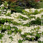 Viburnum plicatum 'Mariesii Great Star'® -