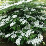 Viburnum plicatum ‘Watanabe’ – redőslevelű bangita