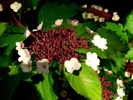 Viburnum sargentii 'Onondaga' - Ázsiai bangita