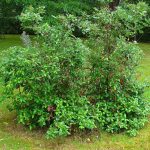 Viburnum tinus - Téli bangita