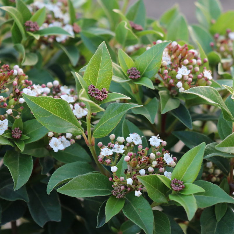 Viburnum_tinus_‘Eve_Price_–_teli_bangita Viburnum tinus ‘Eve Price’ – téli bangita
