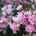 Viburnum x bodnantense 'Dawn'