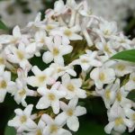 Viburnum x burkwoodii - Tavaszi bangita