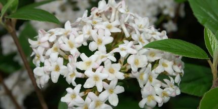 Viburnum x burkwoodii - Tavaszi bangita