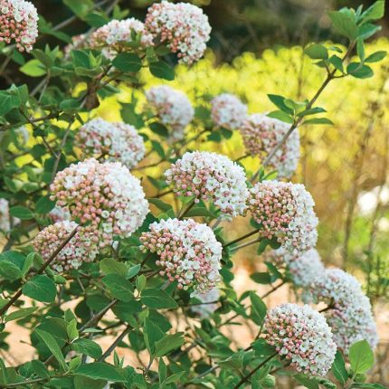 Viburnum x carlesii -