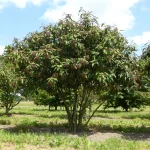 Viburnum x rhytidophylloides'Willowwood' - Ráncos levelű bangita