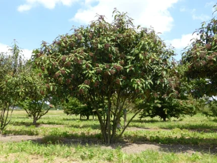 Viburnum x rhytidophylloides'Willowwood' - Ráncos levelű bangita