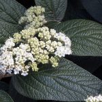 Viburnum x rhytidophylloides 'Holland' - Ráncos levelű bangita