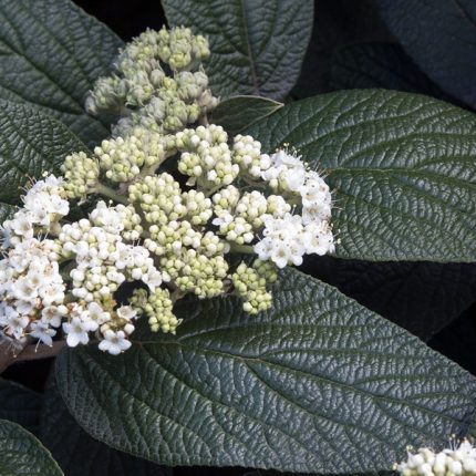 Viburnum x rhytidophylloides 'Holland' - Ráncos levelű bangita